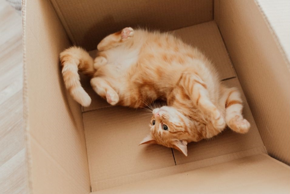 Moving house with your pet